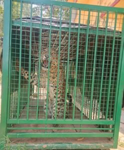 मानियावाला गांव में तीन दिन बाद पिंजरे में कैद हुआ गुलदार,
