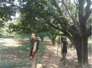 मंडावर में आम के बाग में दिखा गुलदार,
